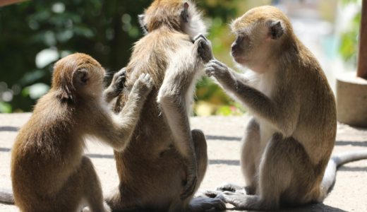 monkeys-itch